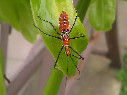 wbvaughn's profile picture. Patriot, Conservative Libertarian