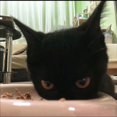 咖啡猫