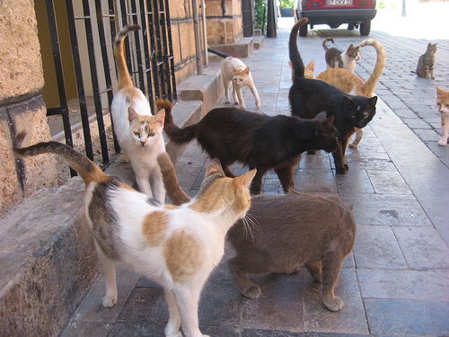 neko_ldblog's profile picture. 猫に関するブログをツイートしていきます。　 『愛猫に合ったキャットフードを探すならコチラ！』を見る [楽天] http://t.co/DcAqpsZ0zz　#猫ブログ　　#cat