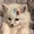 owldzz's profile image