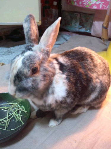 maripommomo's profile picture. うさぎ『もも(もんちゃん)』が好き。もんちゃん依存症。モフモフモフ。