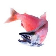 CashonditoJitano