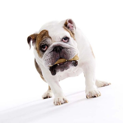 Custom Pet ID Tags - Crafted out of the finest woods