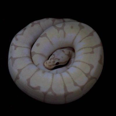 ボールパイソン メキブラ シシバナ飼い🐍