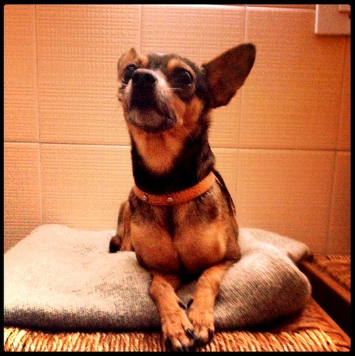 irepablog's profile picture. Abulense y serieadicta