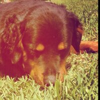 Maxwell (@maxwellamillion) 's Twitter Profile