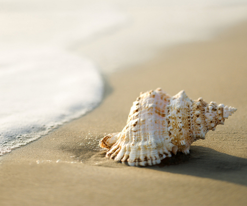 shaban_wafi's profile picture. ‏نحن قوم أعزنا الله بالإسلام مهما إبتغينا العزة بغيره أذلنا الله.. الفاروق عمر