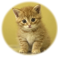 AdsThai's profile picture. 