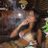 glindagoes's profile image