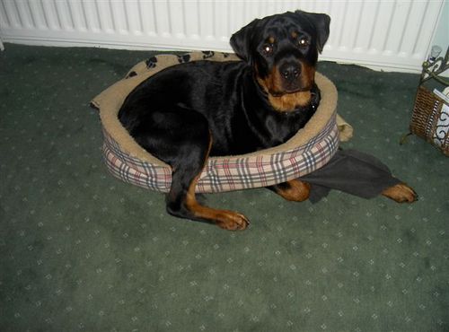 I am a Behaviour Practitioner & Trainer, helping you to help your dog have a happy, balanced & fulfilled life.