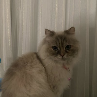 سارة