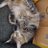 Pinheiropinho99's profile image