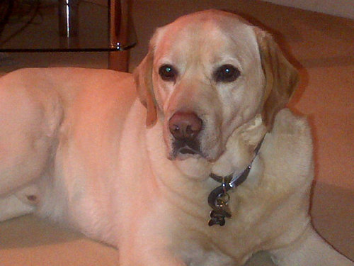 BWFC, Swinton RL, Lancashire CCC & Salford City FC, Labrador owner, likes eating, drinking and wandering the planet. Aerospace Director for Morson Group