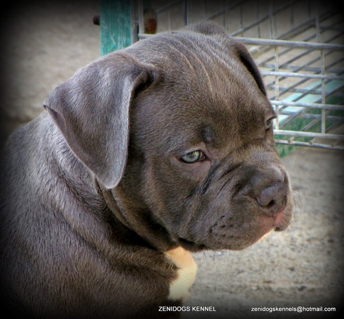 zenidogskennels's profile picture. comprometidos con la crianza,respetando el estandar de ABKC,inteligentes, nobles y protectoras,apesar de ser intimidantes, llegan a ser un integrante mas d' Fam