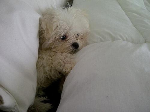Hola! Soy Shot, el perrito de @Anahi ... Por fin me crearon twitter! Me verán mas seguido por acá!
