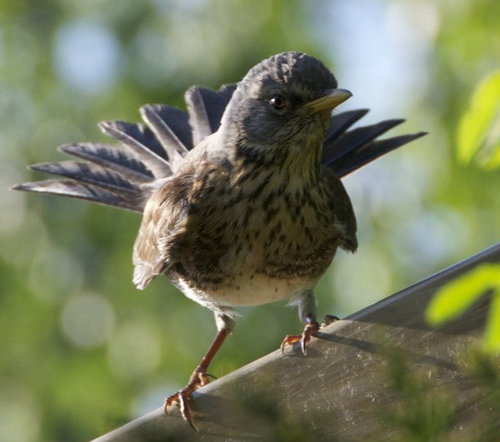 macevg's profile picture. 