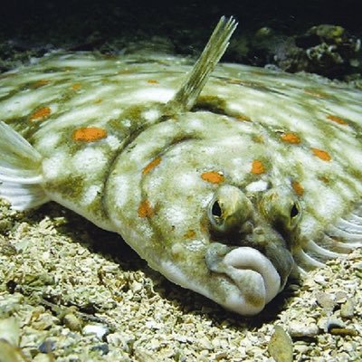 Flounder’s Fund CEO