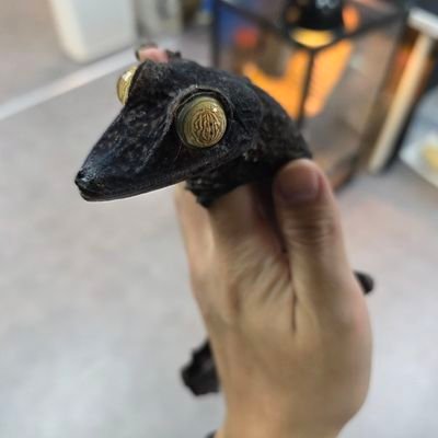 Instagram : thezoo_rep /

The zoo reptile shop from 🇰🇷 /
Import and export possible.
Please contact dm
https://t.co/9nZPriJ3c0