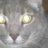 Cynthia C Barker (@cynniebee) Twitter profile photo