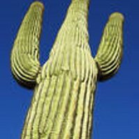 Cien Cactus(@CienCactus) 's Twitter Profile Photo