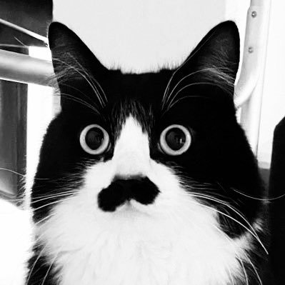 猫教授
