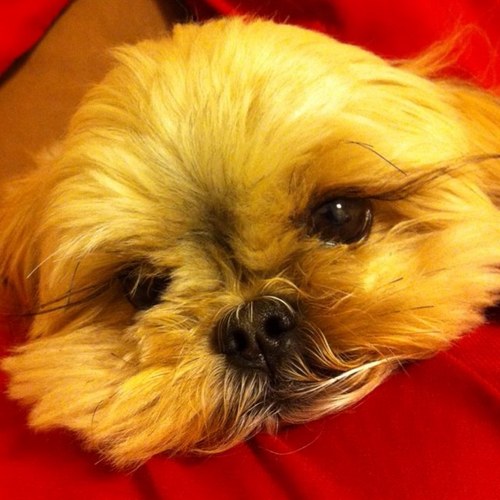 yahihida's profile picture. 普段は普通のサラリーマン。週末はマラソン、英語学習に励んでます。読者も大好き！プロフの写真は、うちのかわいい愛犬です。