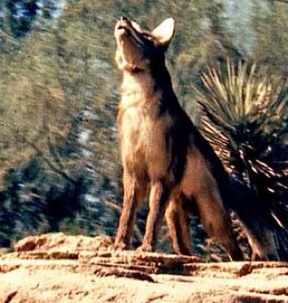 BTMRRcoyote's profile picture. 