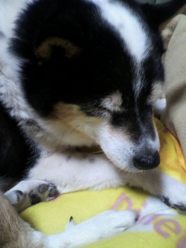 これといった趣味もない日々を送っております。ﾊﾑｽﾀｰ飼っています。 2006年WPW手術し、2013年2月16日若年性脳梗塞になった。リバウンド、2018年こけて膝打ってから治らない、手首の骨が長いらしく左手負傷中。色々ガタがくるお年頃です。