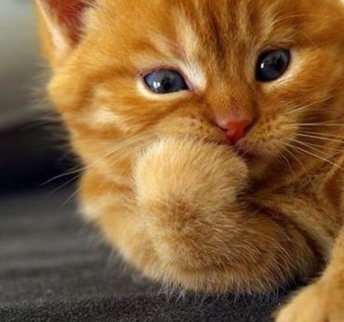 sei_wglads's profile picture. 