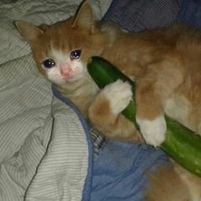 lilpxppy