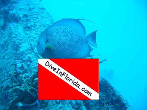 PADI SCUBA Instructor for Private Custom Classes AND FUN!