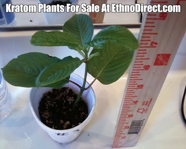 Kratom Plants For Sale http://t.co/AL6gv3isCR