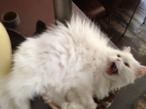 ZsaZsatheKat's profile picture. im Zsa Zsa the infamous white persian cat and the most important creature in keyboardist Jordan Rudess' life. they call me the White Wizard