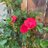 Nas_Rafiq's profile image