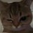 cutenabula's profile image