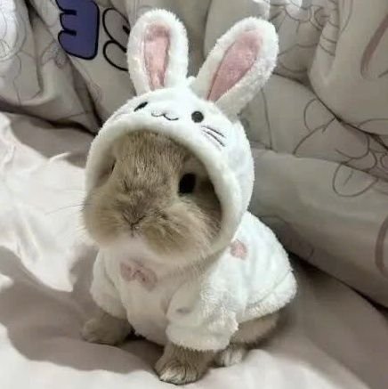 🌻 ♡ | 23 casi 24 años.
🍓 ♡ | Sleepy bunny.
🍓 ♡ | https://t.co/M0AmEdYIWf
🍓 ♡ | Diosa de @HexaCreators.