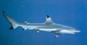 TheReefJedi's profile picture. Saltwater tanks are my passion.