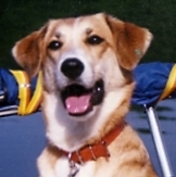 OldDogRay's profile picture. This 'OldDog' likes to bark and have fun on the Internet with people,  I try each day to give someone a good memory.