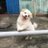 Coolliwen's profile image