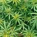 The Weed Feed 420 (@theweedfeed420) Twitter profile photo The Weed Feed 420 (@theweedfeed420) Twitter profile photo