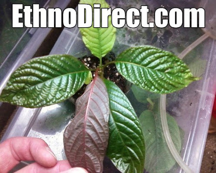 Kratom Plant https://t.co/9Kiz5ZzQjO