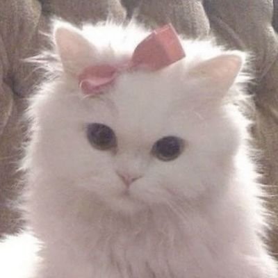Reading Acc • Homophobic DNI • Seventeen And NCT