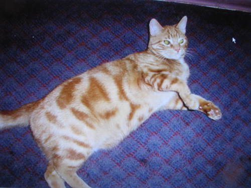 Love cats as pets. My last cat Fonzy was an affectionate orange tabby. He passed away when a cigarette smoker flicked or threw a cigarette on our apt. balcony