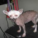 Paul Teal - @secretchef - Twitter