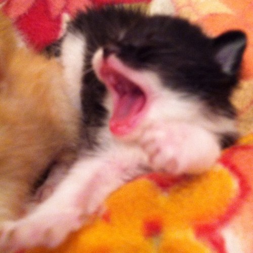 Visit http://t.co/kpBdkoDPpQ to see pics, videos, and stories of our adventures in fostering baby kittens and taking care of a feral colony.