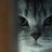LimaAmiri7's profile image