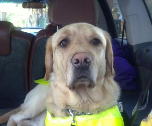 BertieGuideDog's profile picture. Bertie my best ever pal left me today 07/09/20 - till we meet again mate you were the shining light of my life