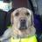 BertieGuideDog's profile image