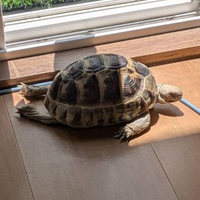 そろそろ地に足がつきそうな、若手研究者(農学博士)。ギリシャリクガメ🐢飼ってます。