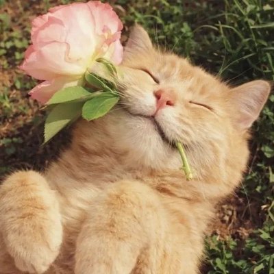 Follow and Follback